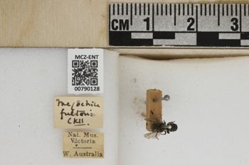 Media type: image;   Entomology 790128 Aspect: Labels